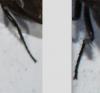 Phorbia sp.
